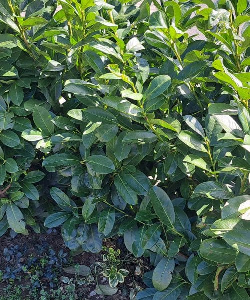 Vaša živa meja rjavi? Rešitev se skriva v enem samem spomladanskem opravilu