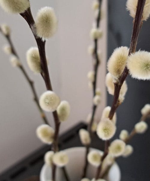 Kako ohraniti mačice vrbe, da se ne osipajo prehitro