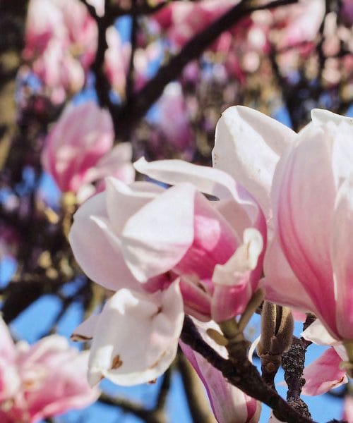 Magnolije bodo kmalu zacvetele – na kaj morate biti pozorni