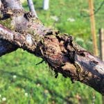 Majhne razpoke na lubju