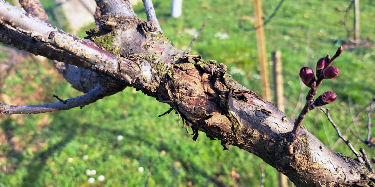 Majhne razpoke na lubju