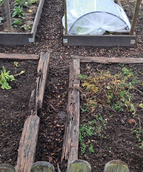 Vrtnarji pravijo, da ta znak v zemlji pomeni začetek prave pomladi