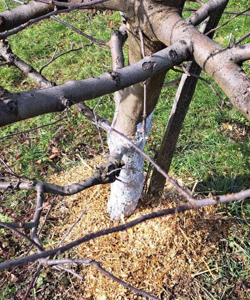 Marec odloča o jeseni: kaj zdaj storiti s sadnim drevjem, da bo pridelek bogat