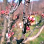 Marelice skoraj že cvetijo