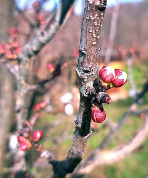 Marelice bodo kmalu cvetele: ali lahko pozeba ogrozi letošnji pridelek?