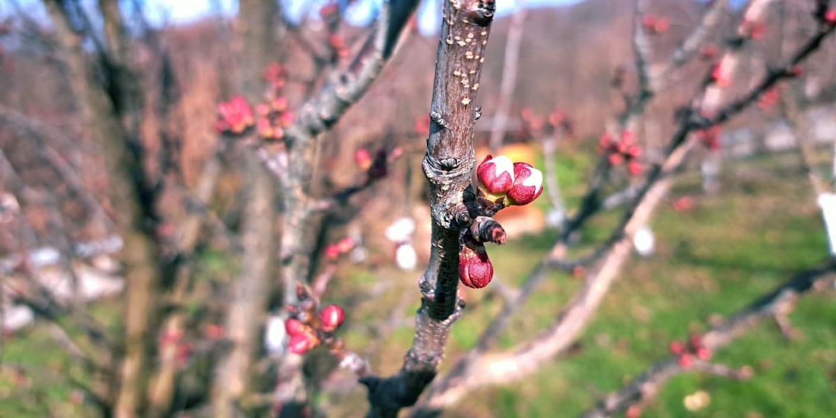 Marelice skoraj že cvetijo