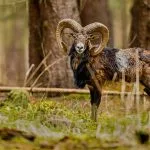 Muflon