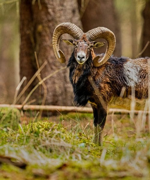 Babice so rekle: če v gozdu vidiš muflona, bo naslednji dan snežilo