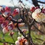 Nasadi marelic cvetijo