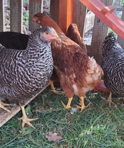 Kupili ste nov kokošnjak? Tri stvari, ki jih morate vedeti