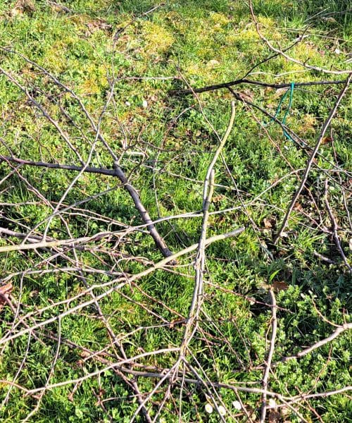 Drevje vedno režemo v lepem vremenu – razlog je bolj zanimiv, kot si mislite