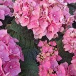 Obrezovanje hortenzij