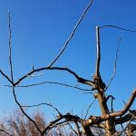 Obrezovanje jablane in vrh