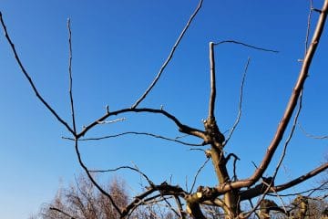 Zakaj mora pri obrezovanju jablane vrh vedno ostati