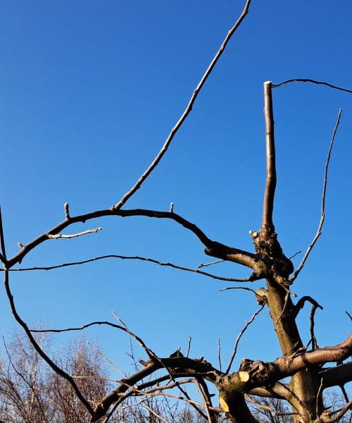 Zakaj mora pri obrezovanju jablane vrh vedno ostati