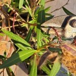 Oleander, obrezovanje