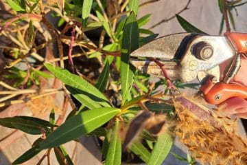 Te trajnice aprila močno porežite in poleti bodo veliko lepše