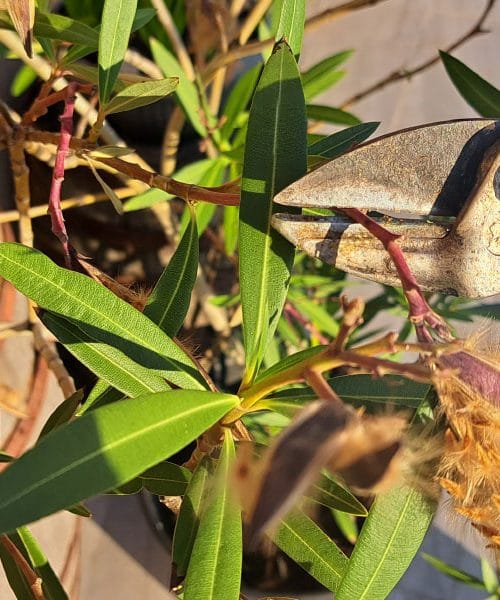 Kdaj je pravi čas, da obrežete oleander v loncu, da bo poleti bogato cvetel?