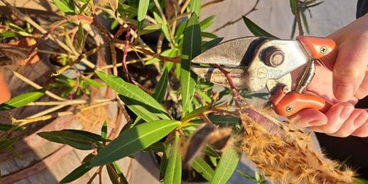 Te trajnice aprila močno porežite in poleti bodo veliko lepše
