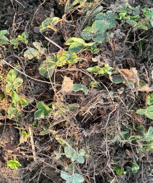 Več plevela pogosto ni naključje, ampak znak, da se vrt spreminja