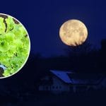 Polna luna in sajenje
