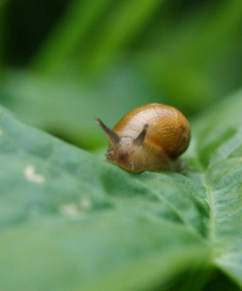 Polži na vrtu: kako se jim izogniti in na kaj morate biti res pozorni