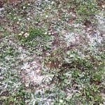 Posipanje proti mahu