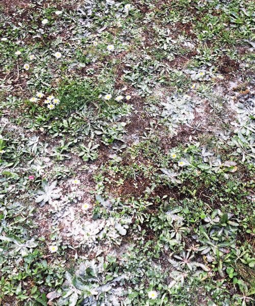 Peskanje trate ni za vsak vrt: kdaj res pomaga in kdaj lahko naredi več škode?