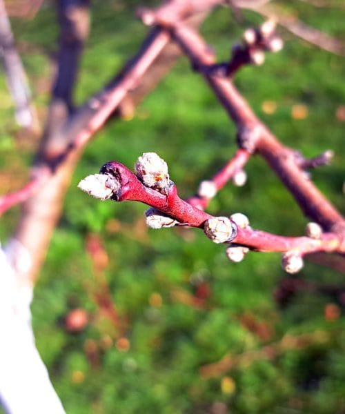 Majhen znak na sadnem drevju, ki lahko napove slabšo letino