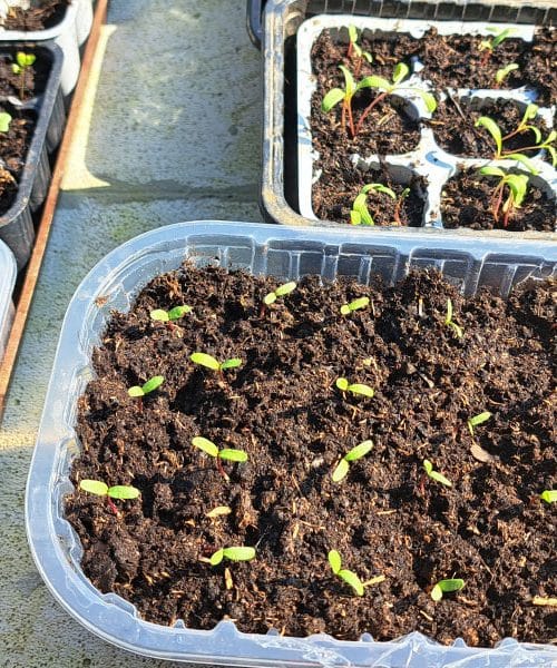 Kaj lahko na vrtu sejete že v začetku marca