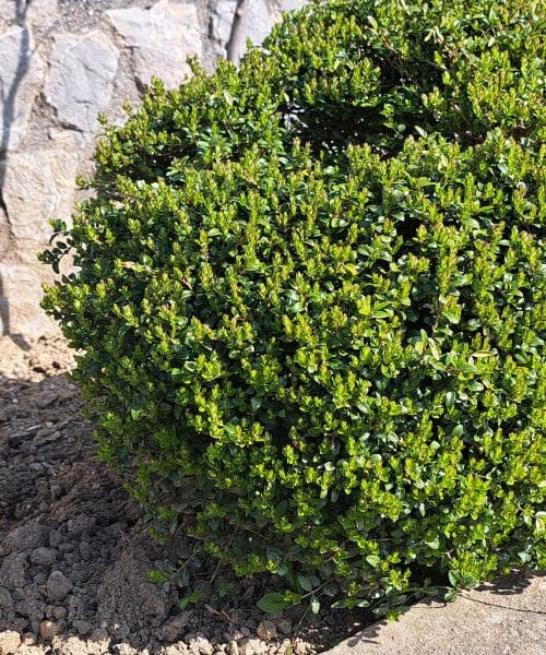 Pušpanova rja in vešča: kako prepoznati prve znake, preden bo prepozno za vaš grmiček