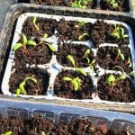 Vzgoja sadik iz semen