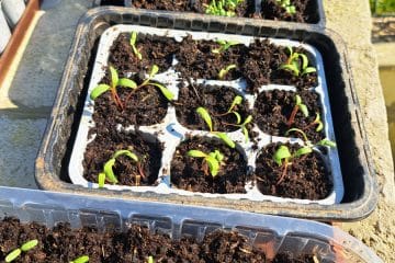 Čaj iz vrbe za sadike: stari vrtni trik, ki ga spomladi znova odkrivajo mnogi