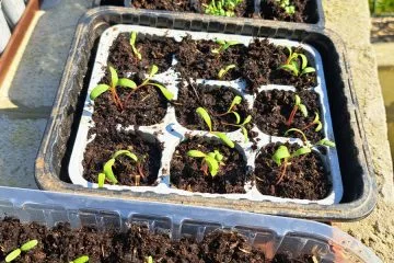 Čaj iz vrbe za sadike: stari vrtni trik, ki ga spomladi znova odkrivajo mnogi