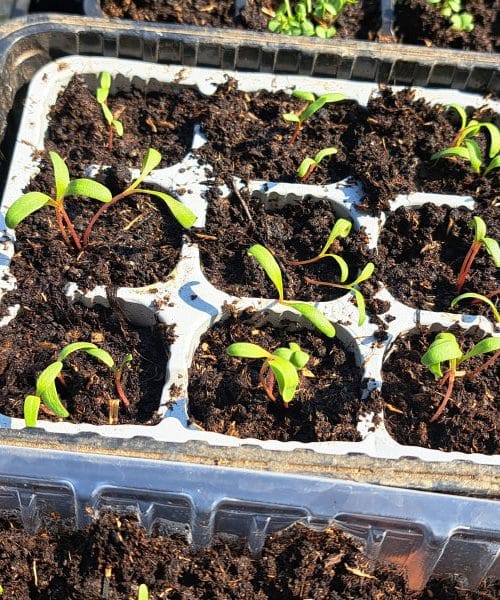 Stara semena še niso za odpis: tako preverite, ali bodo sploh vzkalila