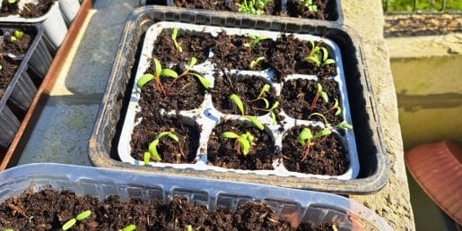 Čaj iz vrbe za sadike: stari vrtni trik, ki ga spomladi znova odkrivajo mnogi