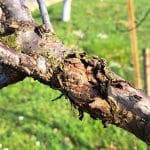 Razpokane veje, sadovnjak