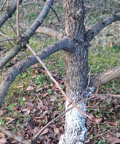 Majhne razpoke na lubju sadnega drevja spomladi – ali to pomeni težavo?