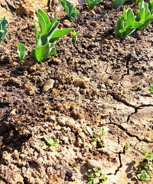 Na vrtni gredici so se že pojavile razpoke – kaj pomeni suša po toplem februarju