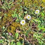 Rumene lise na travniku