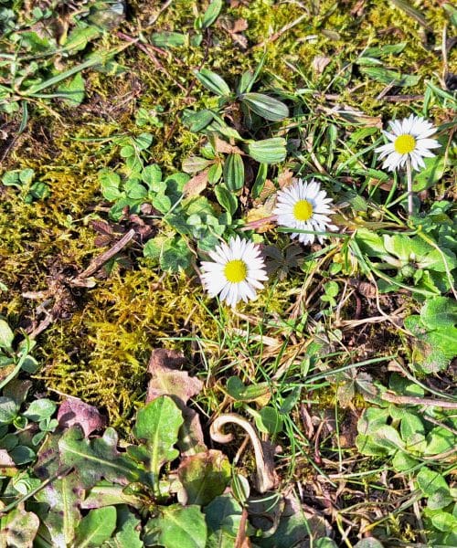 Zakaj se na trati spomladi pojavijo rumene lise