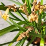 Rumeni listi na narcisah