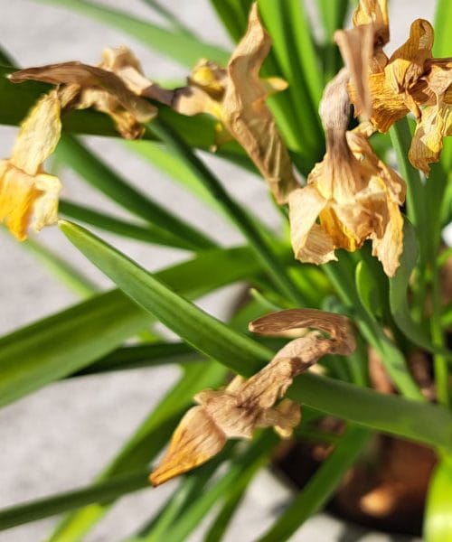 Zakaj listi rastlin včasih rahlo porumenijo – in kaj to pomeni za vrt