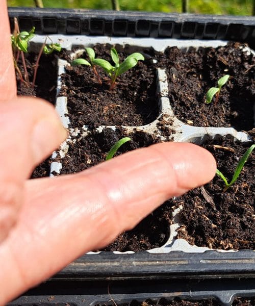 Marca posejte teh 8 vrtnin in vrt vas bo prehitel za več tednov