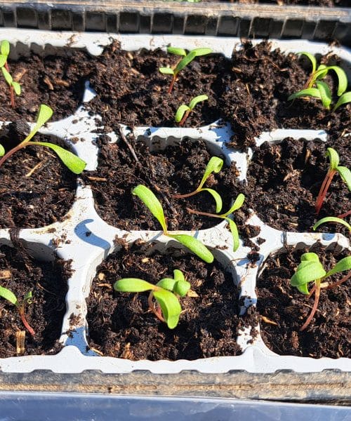 To napako pri zalivanju sadik naredi večina vrtičkarjev