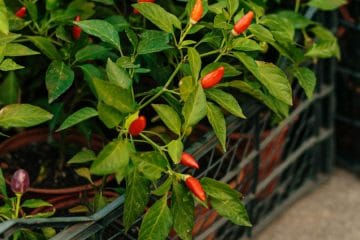 Razmišljate o sajenju čilijev? Pet stvari, ki jih je dobro vedeti, preden začnete