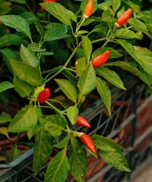 Razmišljate o sajenju čilijev? Pet stvari, ki jih je dobro vedeti, preden začnete