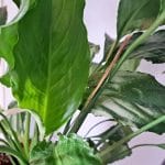 Spatifilum, leseno deblo