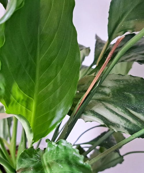 Zakaj konice listov pri spatifilumu postanejo rjave