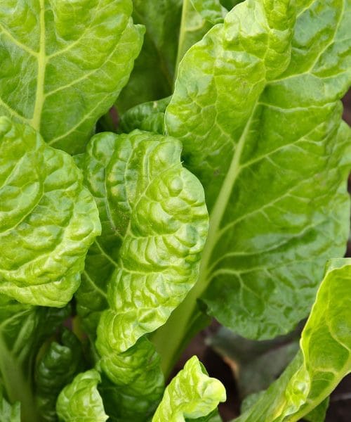 Ta zelenjava lahko na vrtu uspeva že zelo zgodaj spomladi